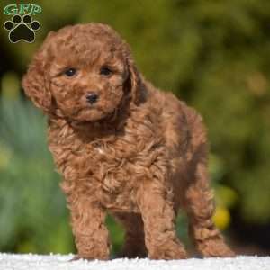 Kitty, Miniature Poodle Puppy